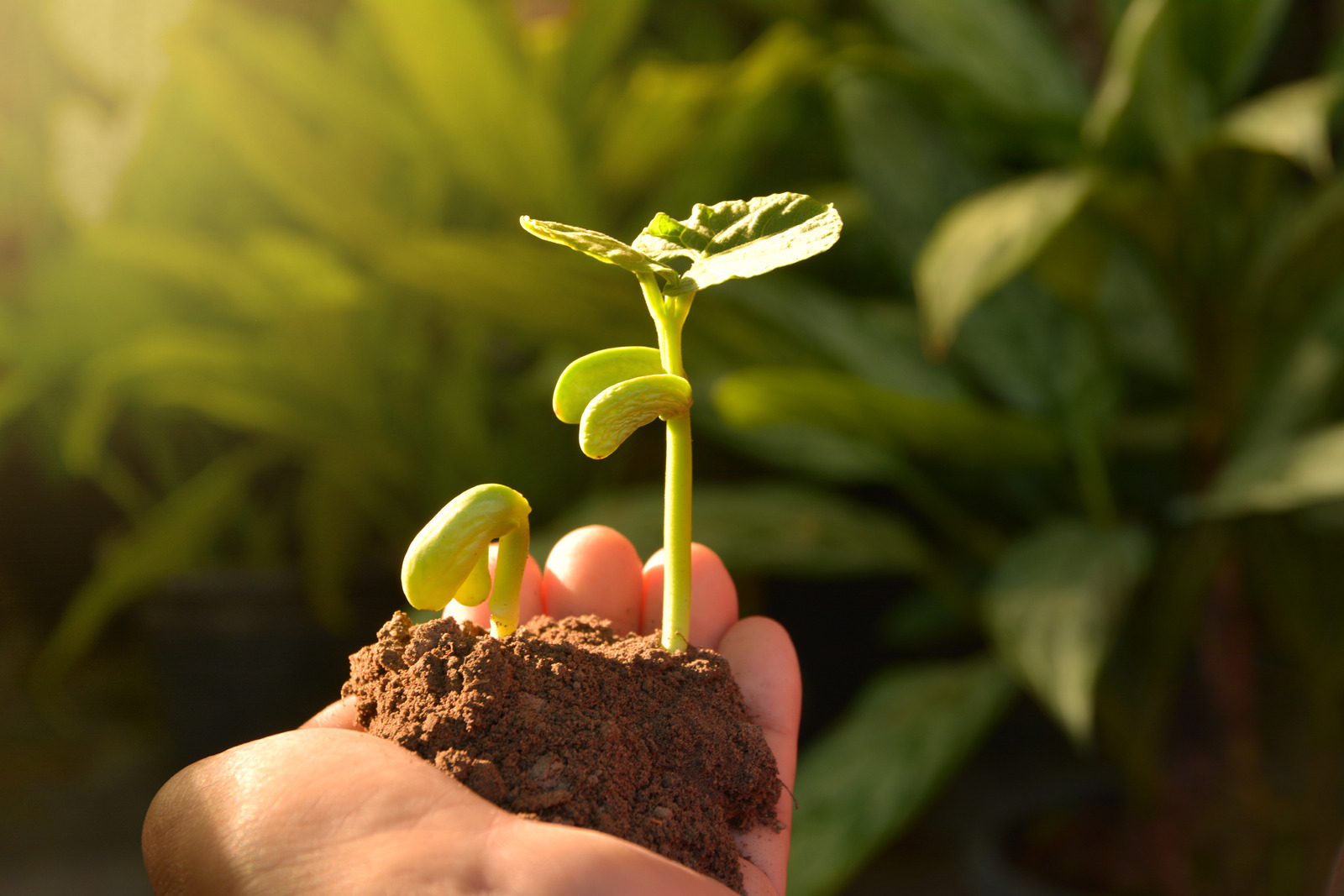 Hånd holder spirende plante 