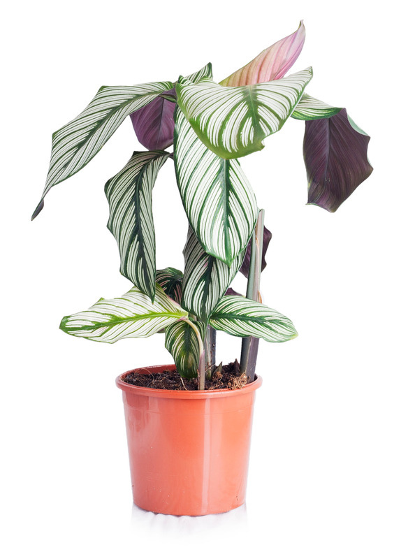 Calathea i brun blomsterpotte