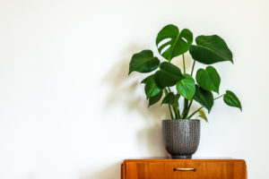 Stor og grønn inneplante