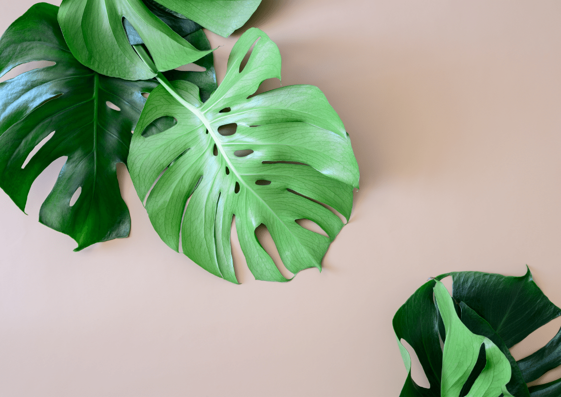 Monstera