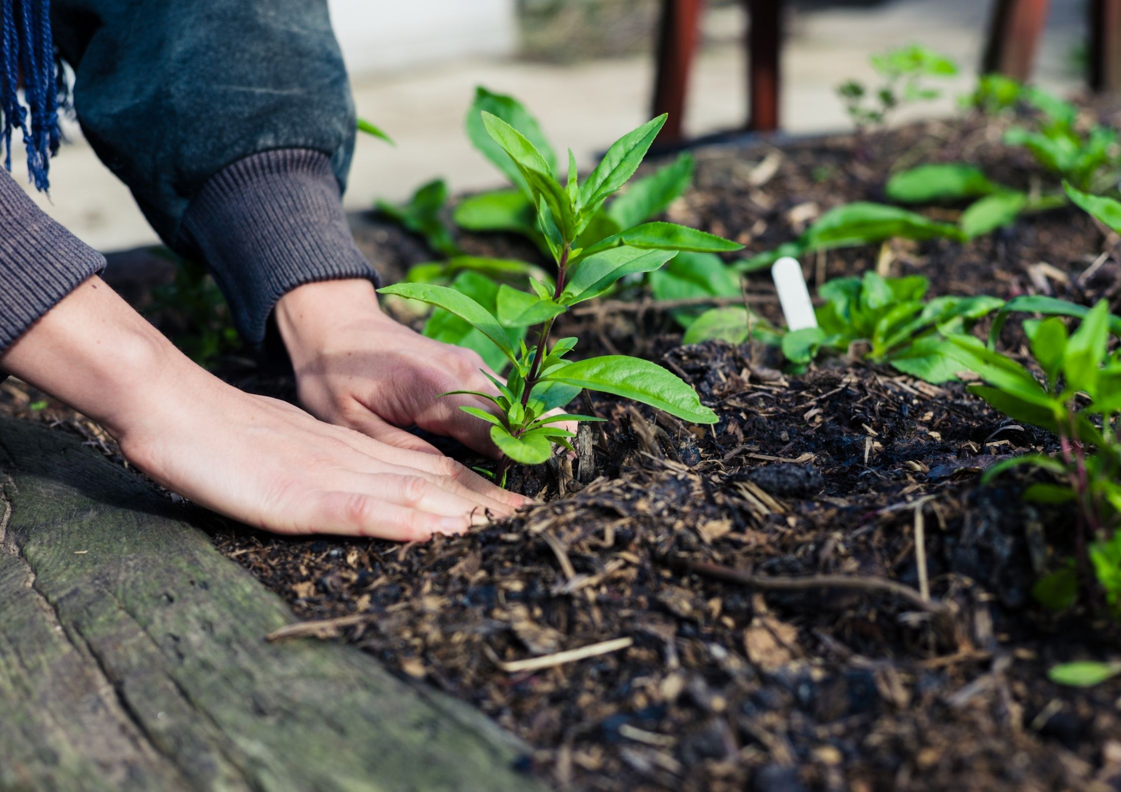 Planting