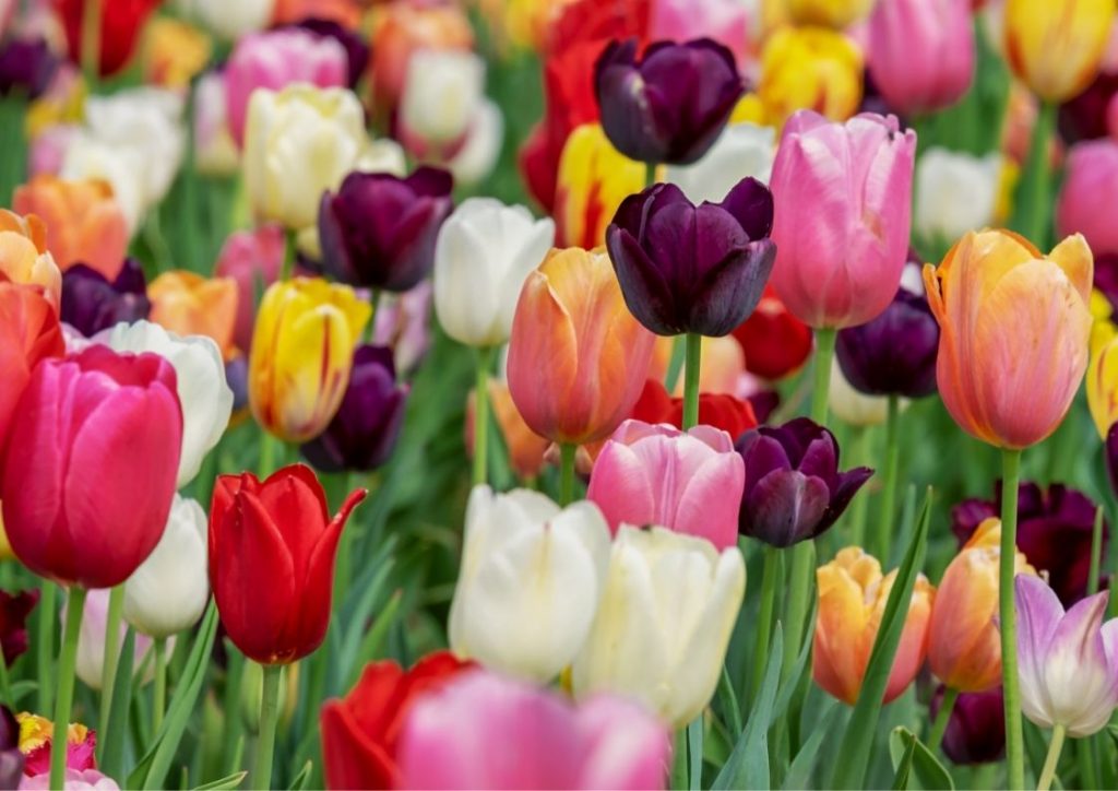 Holde liv i tulipaner
