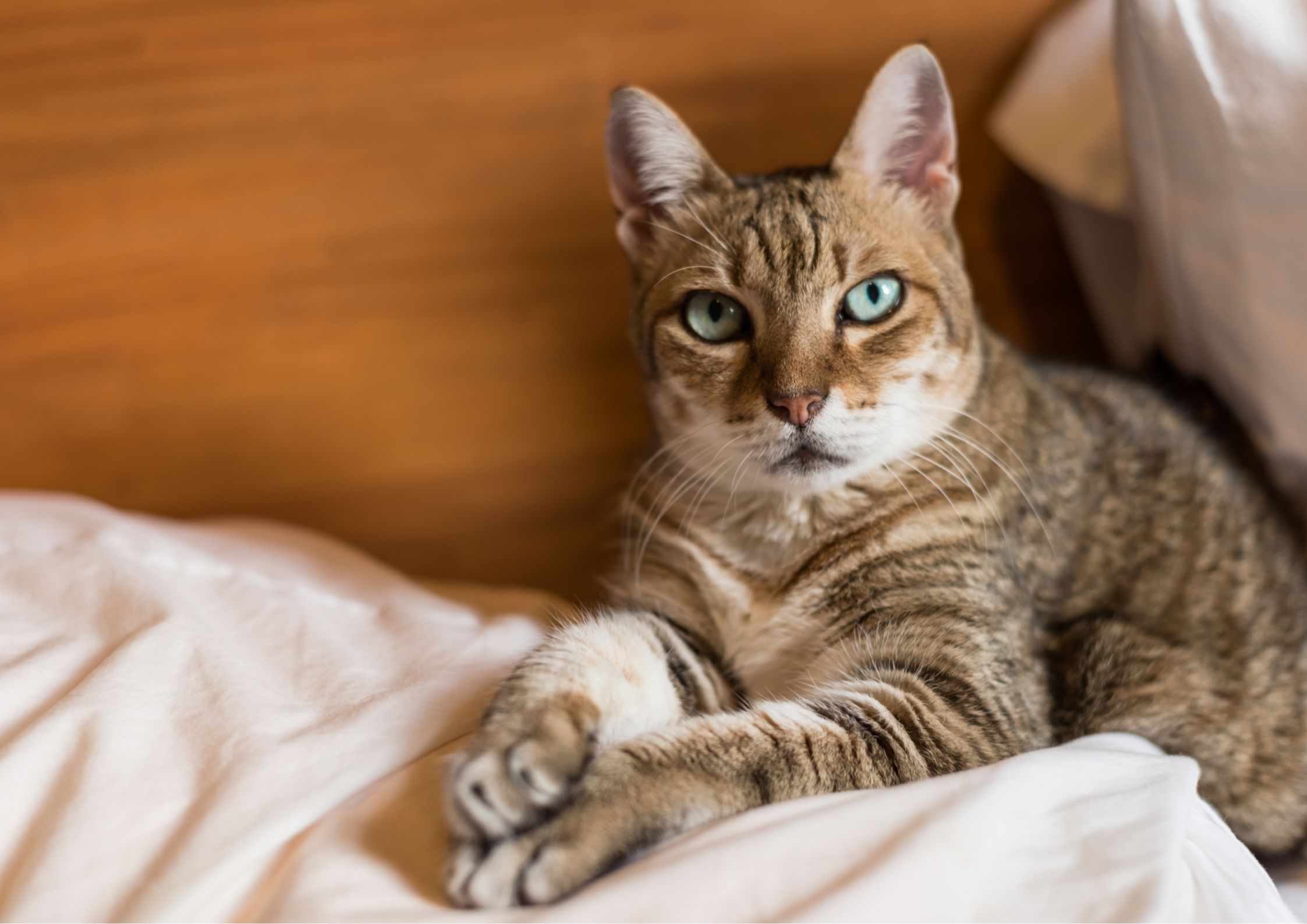 Katteår-kalkulator: Hvor er katten? | Hjem Og Hage