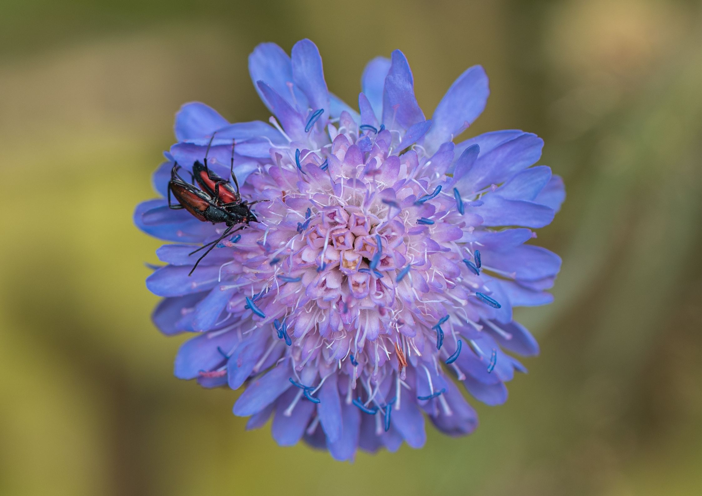 Scabiosa