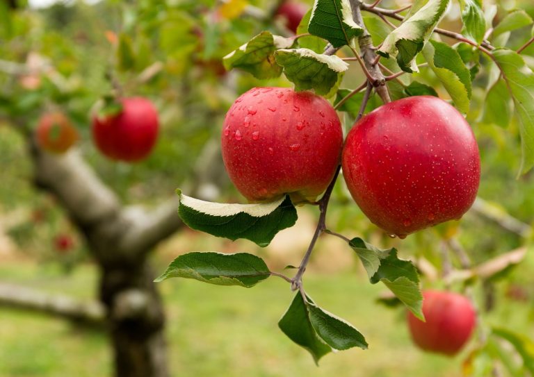 Beskjæring av epletre