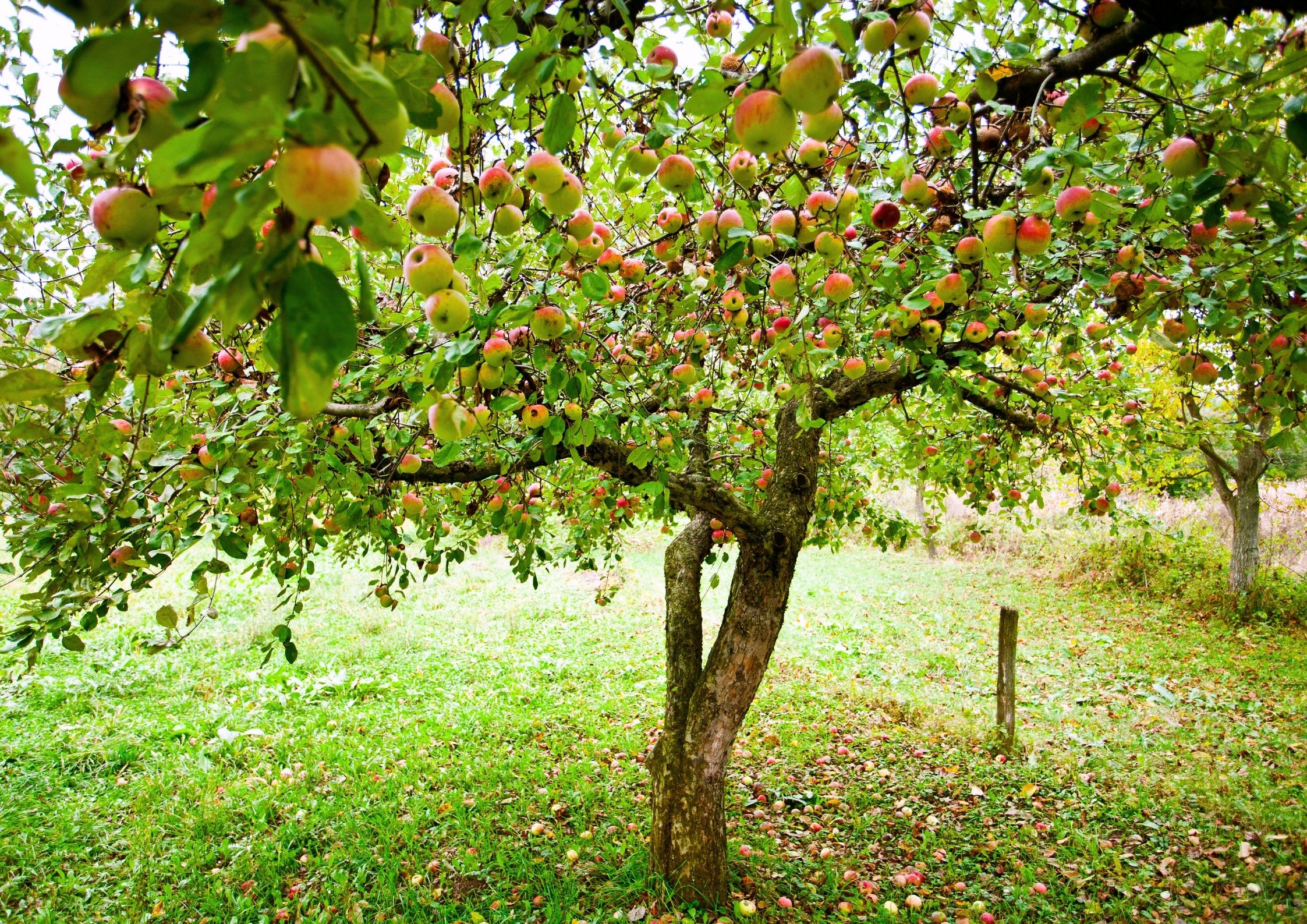 Beskjæring av epletre: Hvordan gjøres det?
