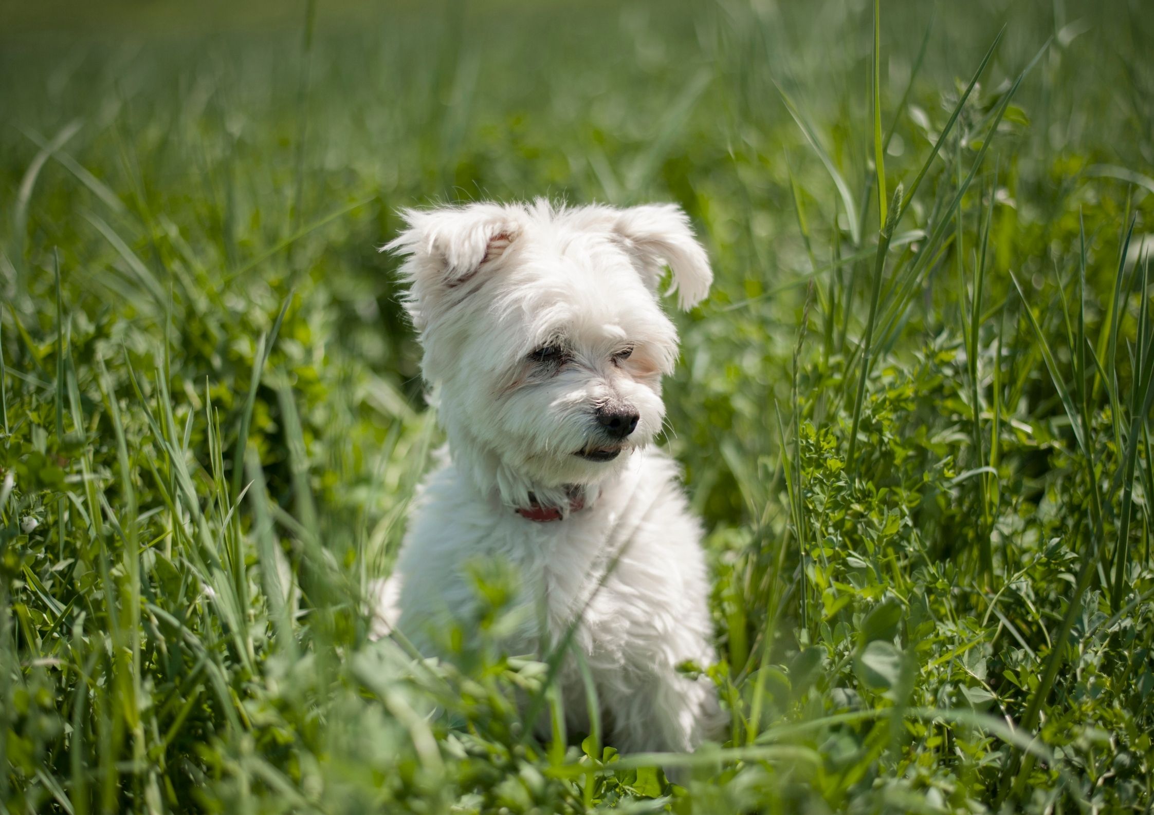 Bichon frisé