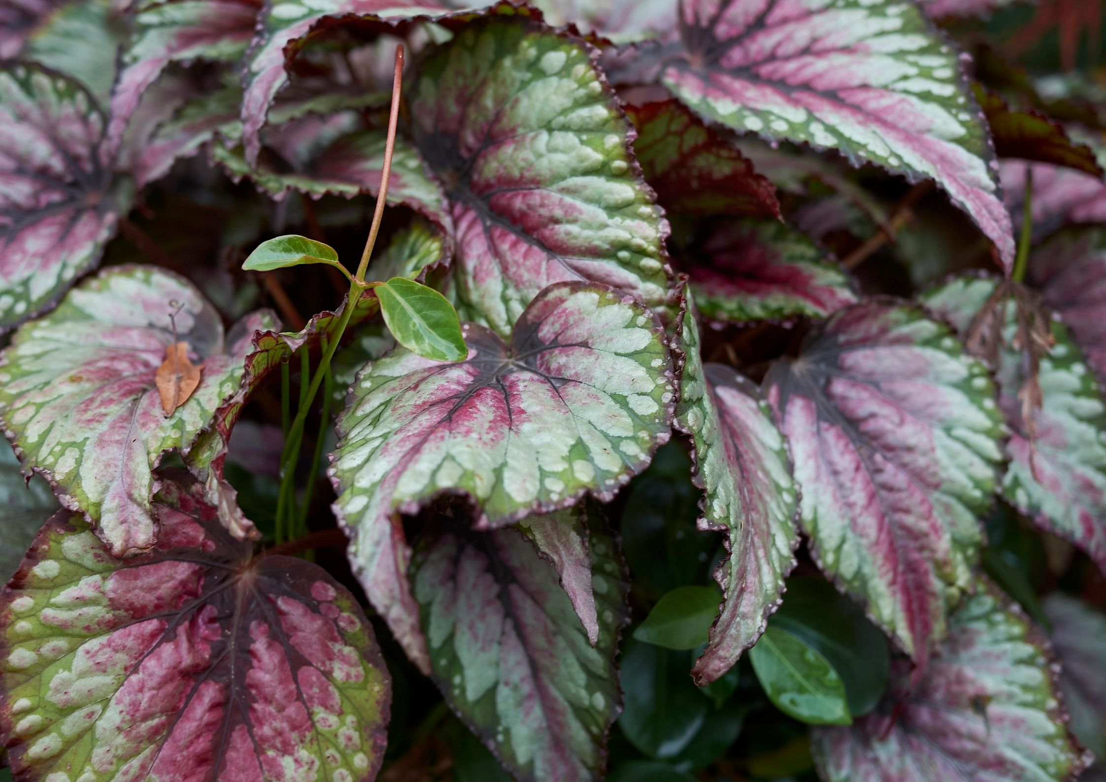 Kongebegonia