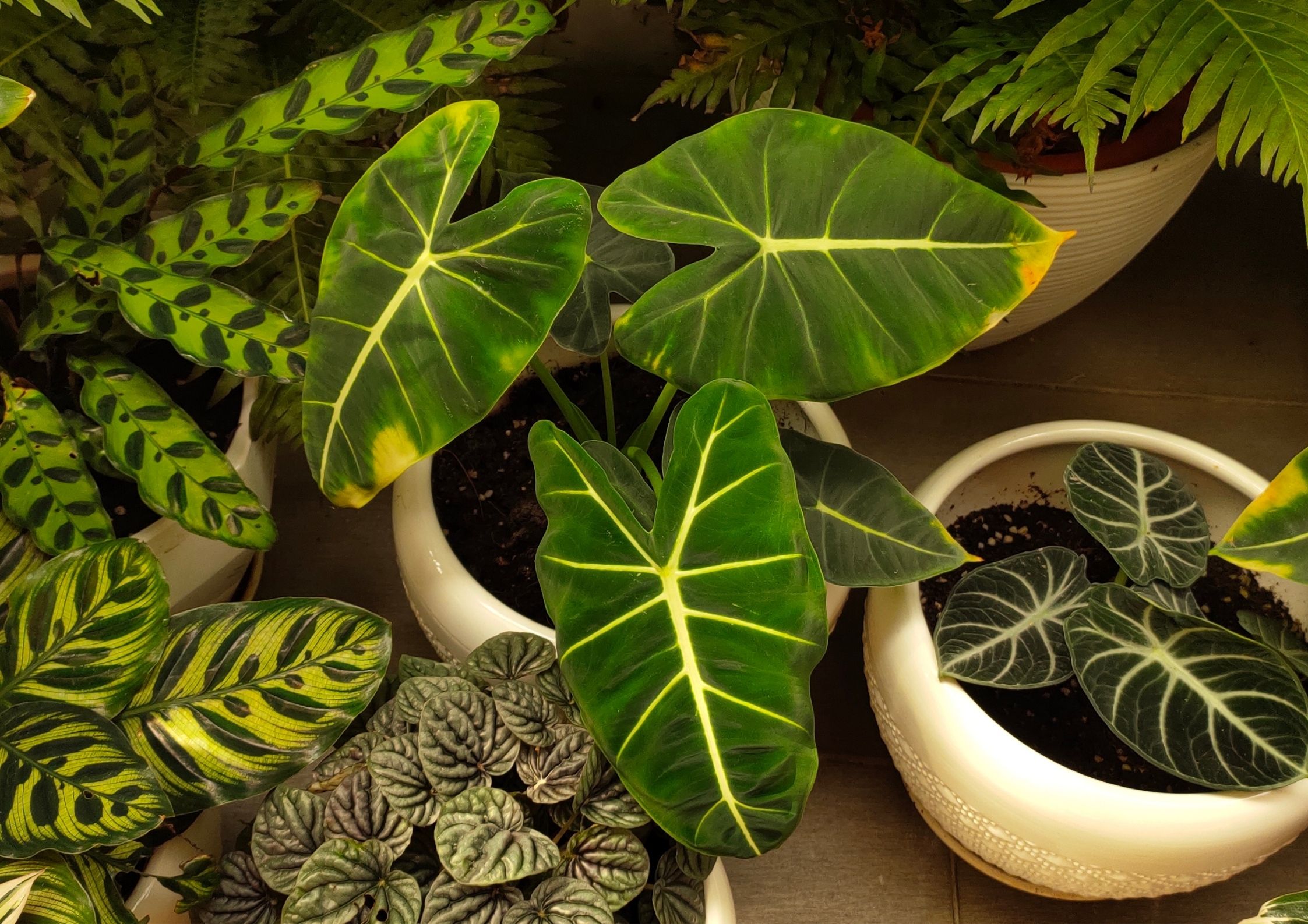 Philodendron