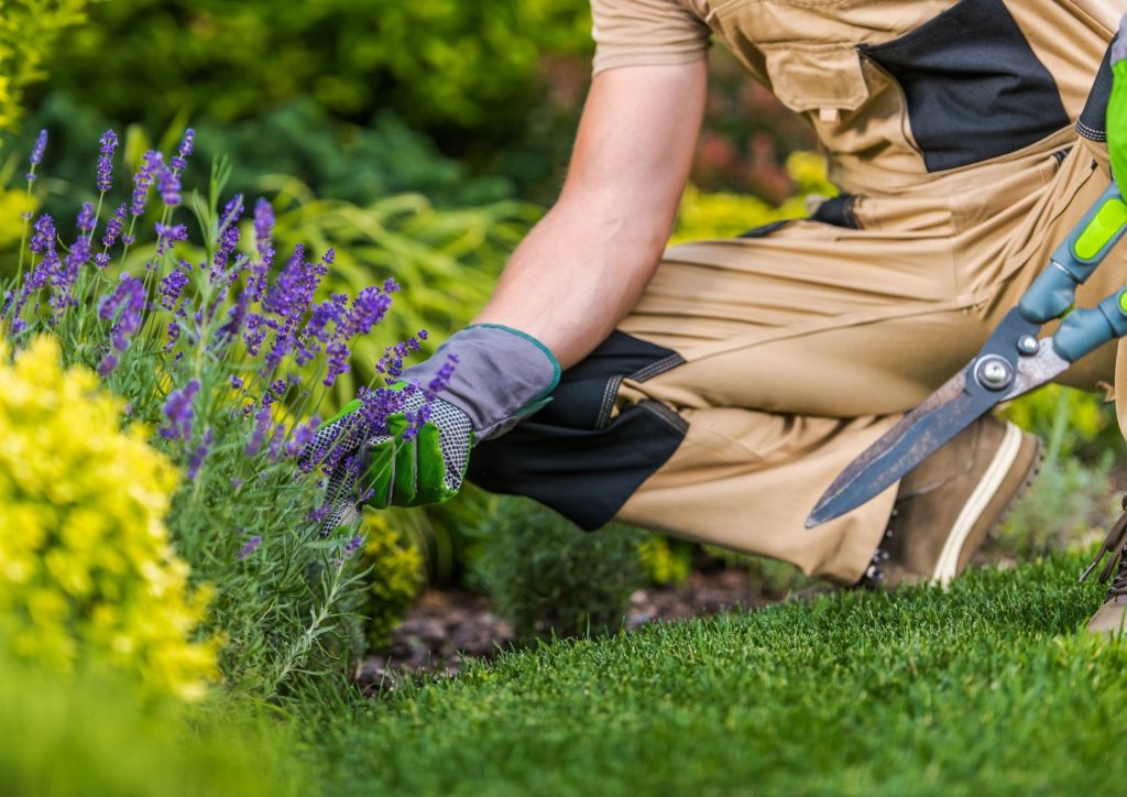 Stauder som blomstrer lenge