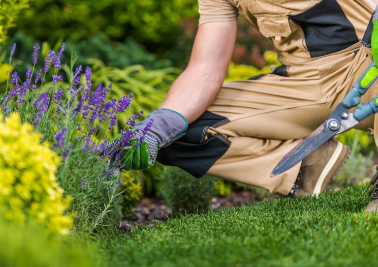 Stauder som blomstrer lenge