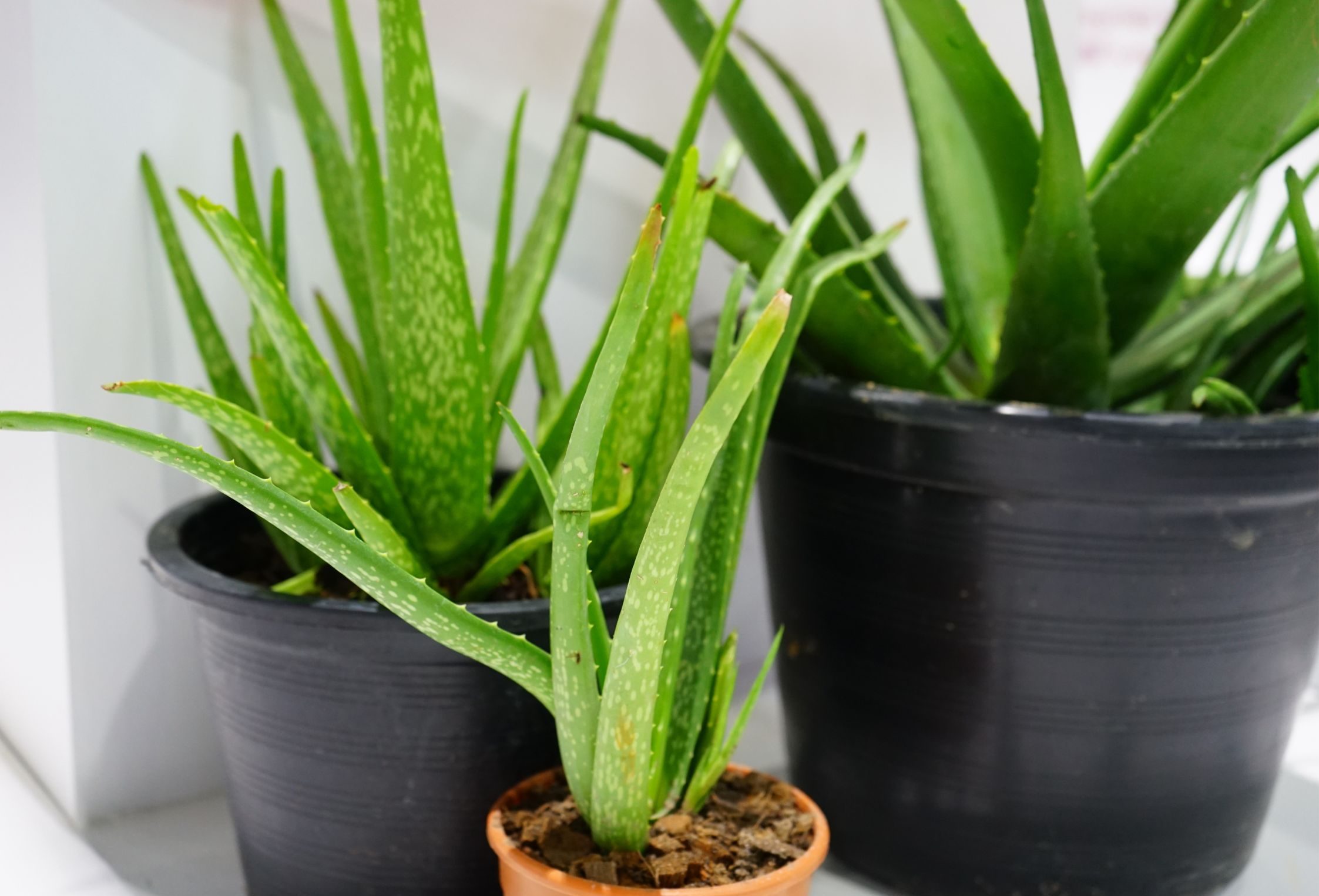 Aloe Vera