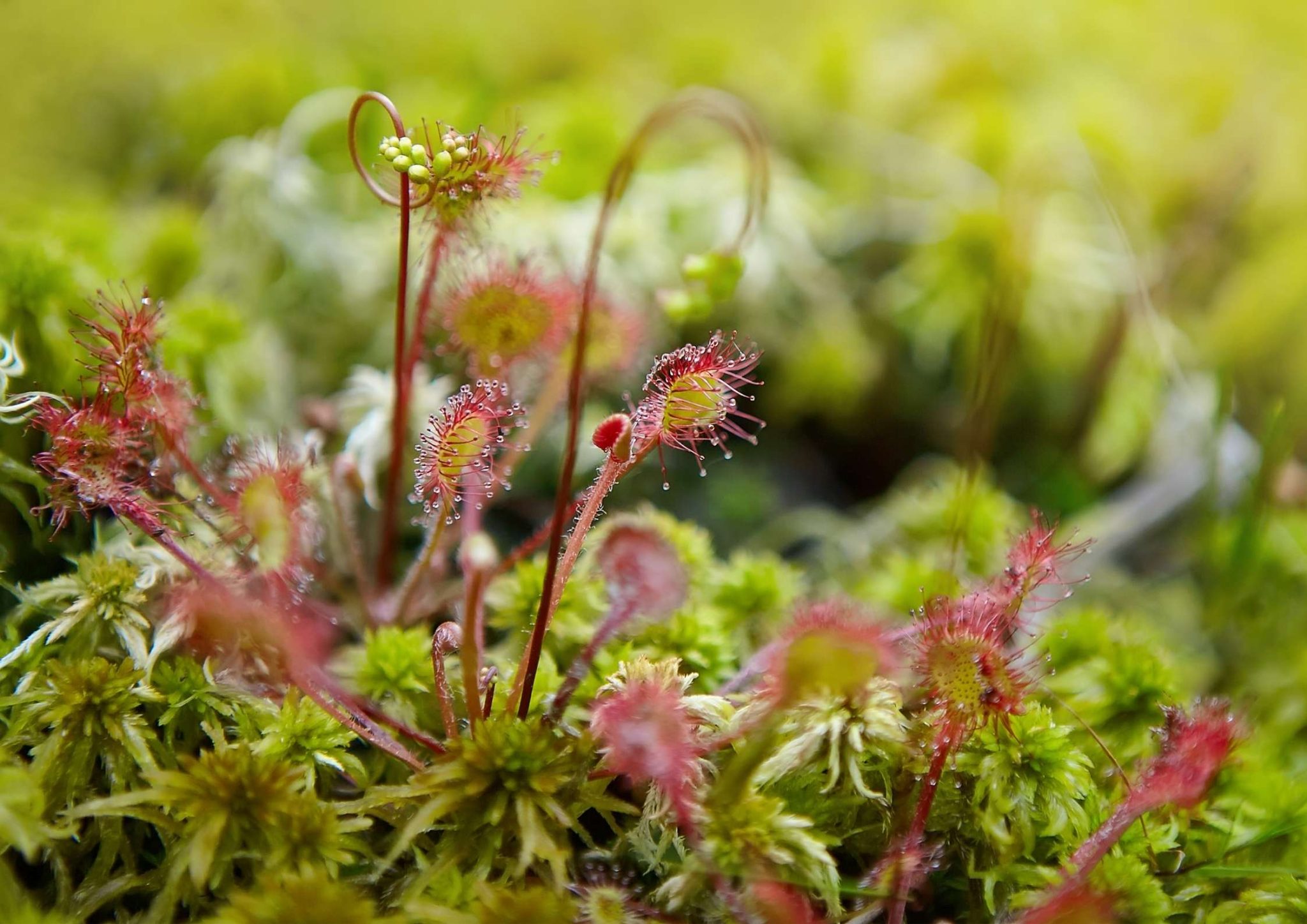Kjøttetende planter i Sjekk ut disse Hjem Og Hage