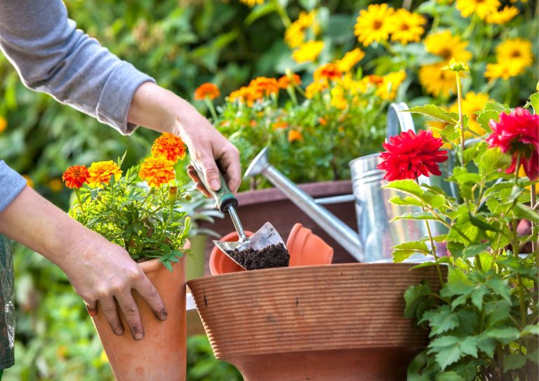 Hagestell: planter som tåler mye sol