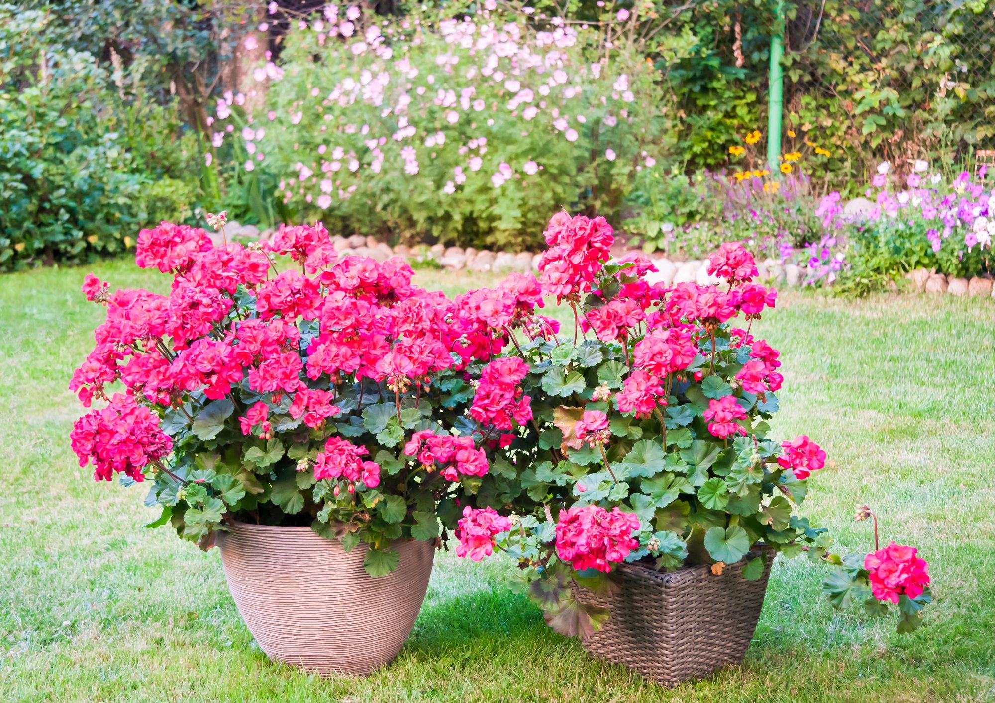 Planter som tåler mye sol: Pelargonia