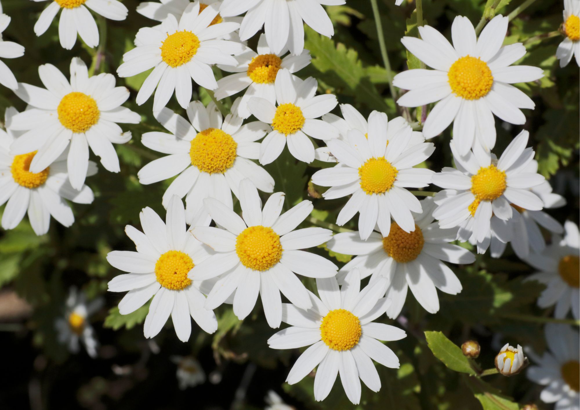 Planter som tåler mye sol: Margeritt