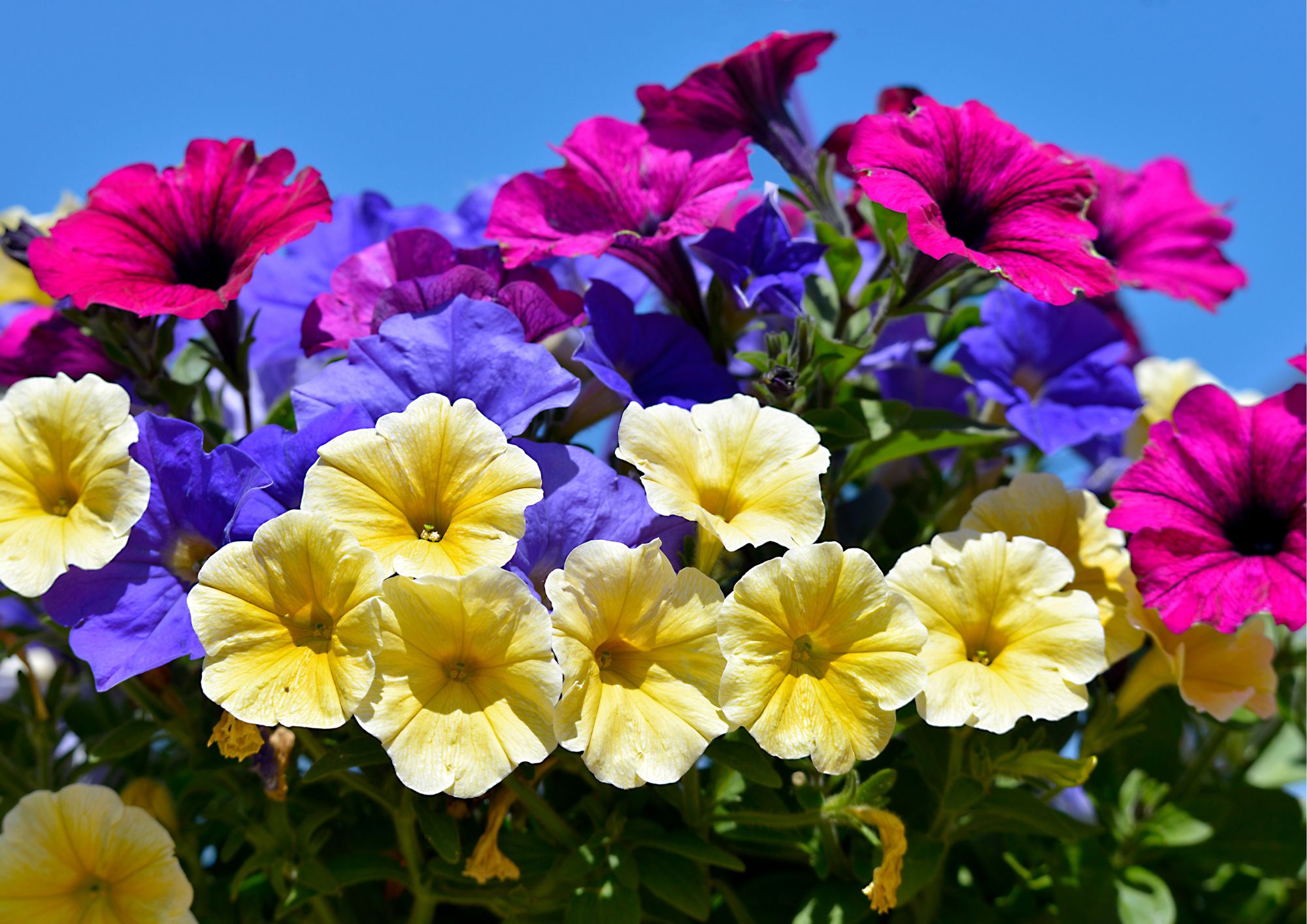 Planter som tåler mye sol: Petunia