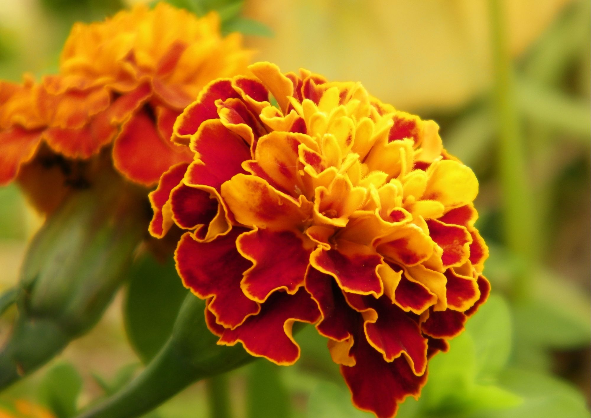 Planter som tåler mye sol: Tagetes