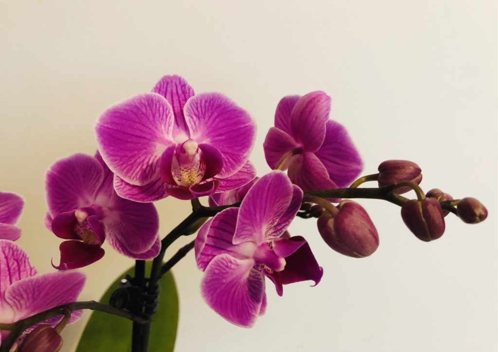 orkidé i vann uten jord