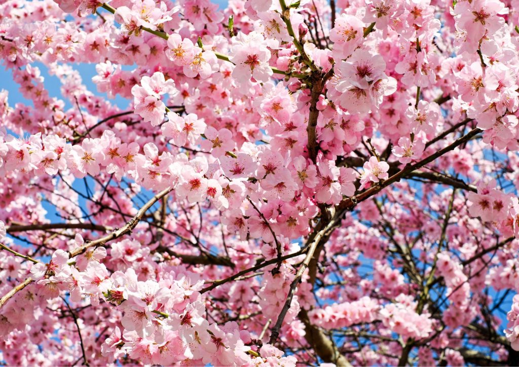 Japansk kirsebærtre