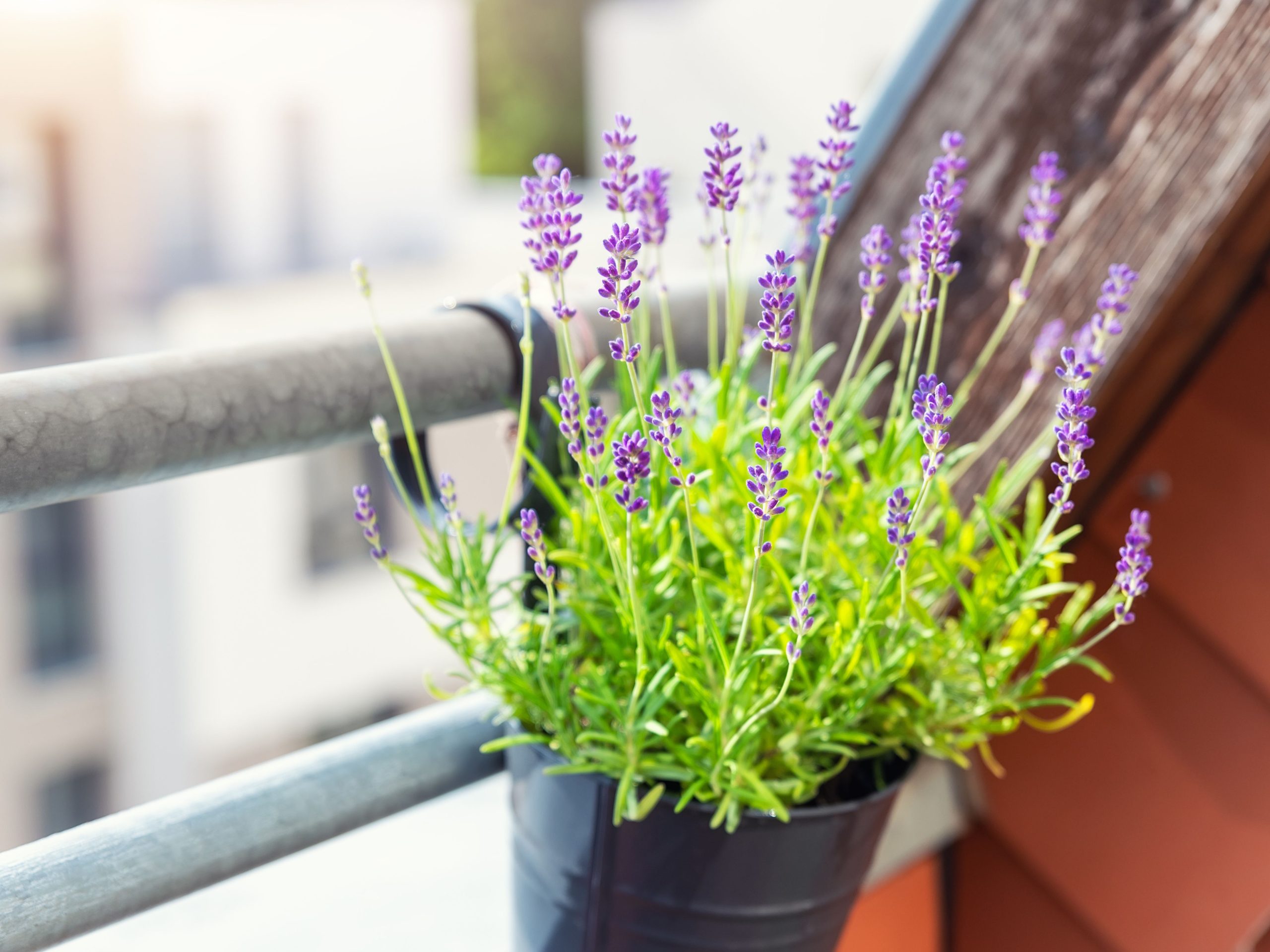 Lavendel i krukke overvintre