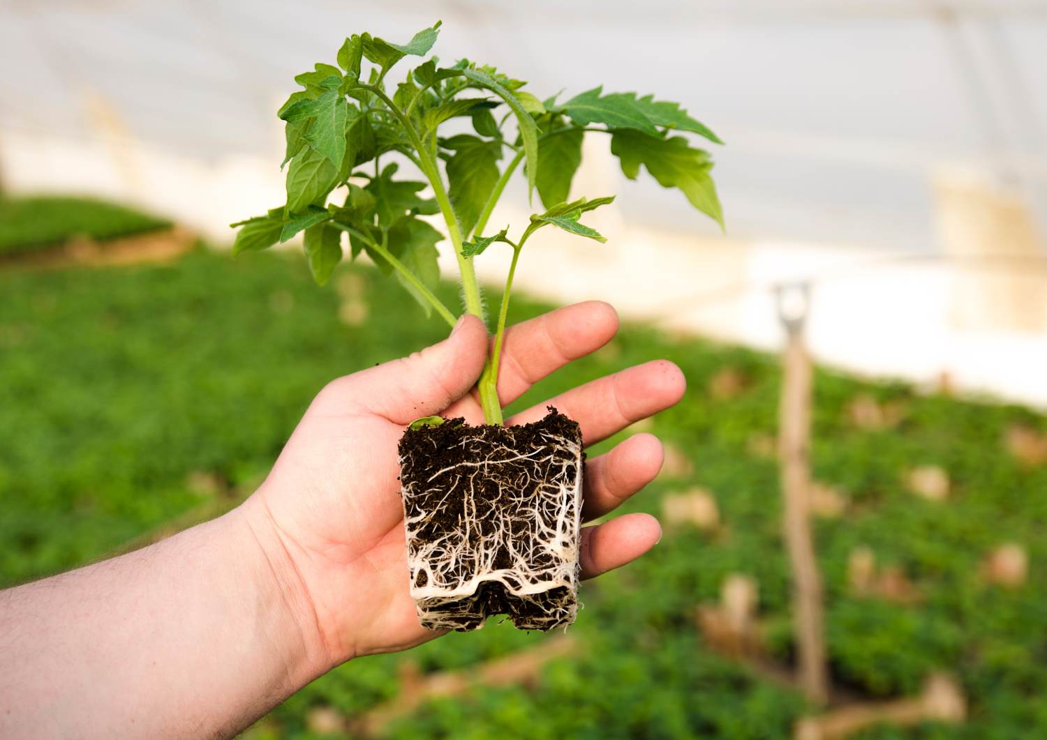 Planting av tomat