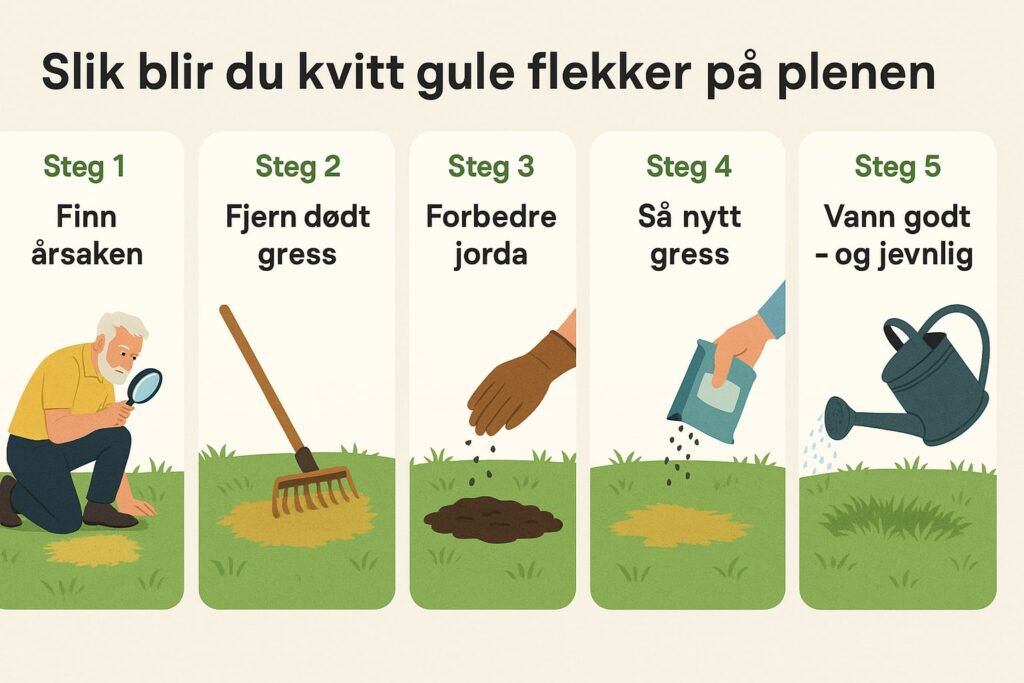 Bli kvitt gule flekker på plenen