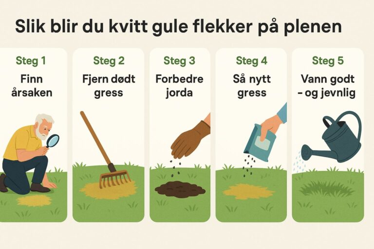 Bli kvitt gule flekker på plenen