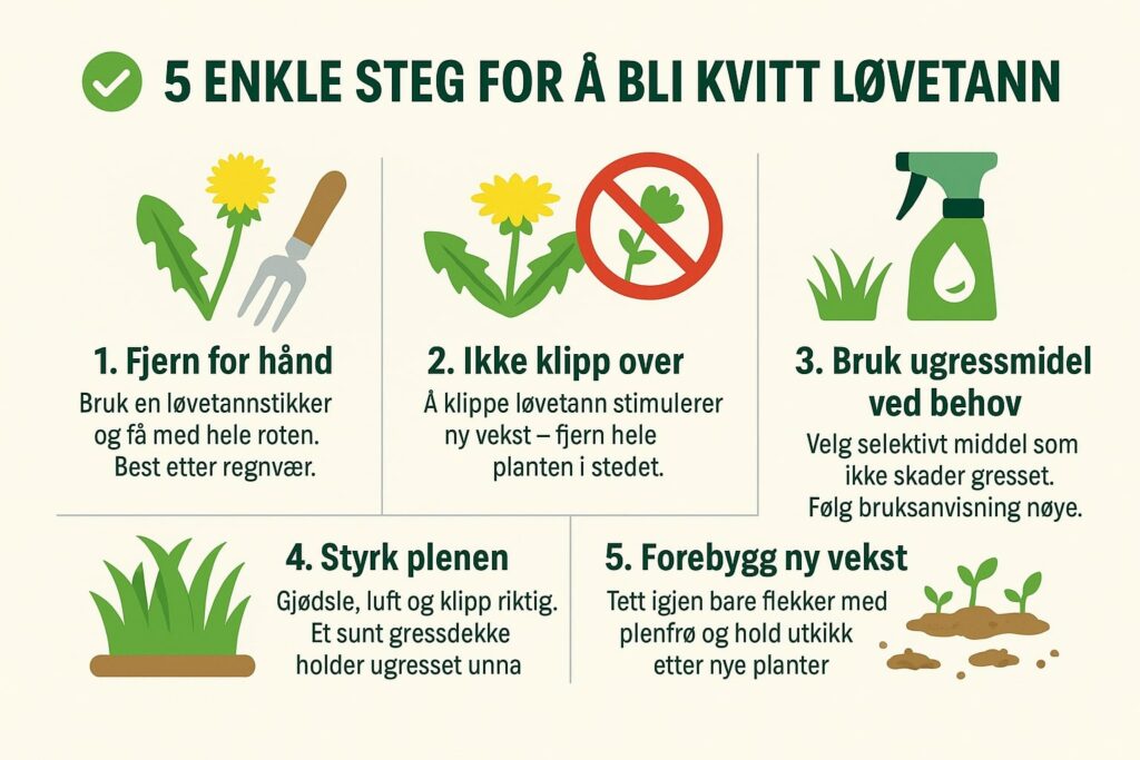 Bli kvitt løvetann infografikk